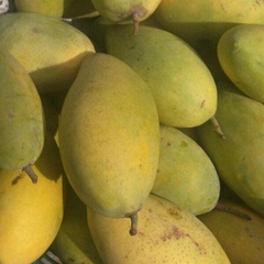 Xoài vườn nhà