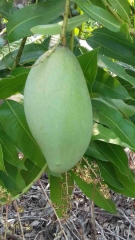 Xoài cát hoà lộc