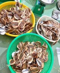 Cá ngân chỉ vàng