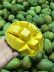 Xoài vườn nhà