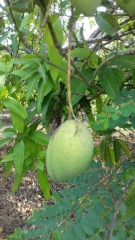 Xoài cát hoà lộc