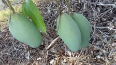 Xoài cát hoà lộc