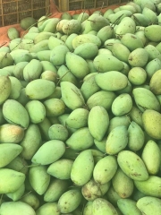 Xoài vườn nhà