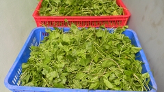 Vùng nguyên liệu và SX