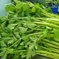 Bột Cần Tây - 50g - FREESHIP ĐƠN TỪ 300k