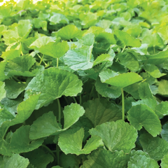 Combo 20 Tuýp Rau Má Đậu Xanh