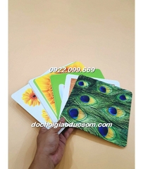 Thẻ flashcard kích thích thị giác khổ to 21cm chống lóa mắt cao cấp - Bộ  mầu sắc 4 (bìa hoa)