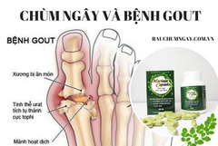 Cây chùm ngây - bài thuốc quý chữa bệnh GOUT