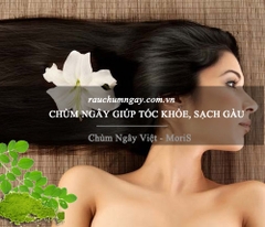 Chùm ngây giúp tóc khỏe, sạch gàu, nhanh mọc tóc