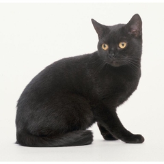 Cao xương mèo đen