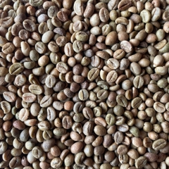 Robusta Lào