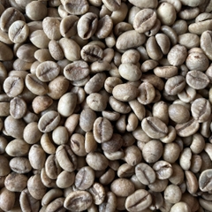 Robusta Wet Polished