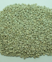 Typica