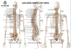 Tranh decan dán bóng đông y. Tranh giải phẫu cột sống.