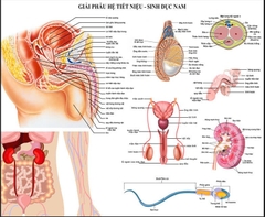 Tranh decan dán bóng . Tranh giải phẫu hệ tiết niệu, sinh dục nam.