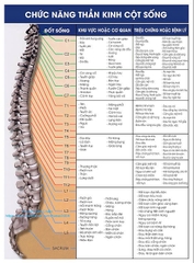 Tranh decan dán bóng. Tranh chức năng thần kinh cột sống.
