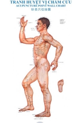 Tranh decan dán bóng . Tranh huyệt vị châm cứu.
