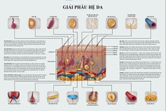 Tranh giải phẫu hệ da