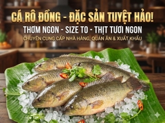 Bán Cá Rô Đồng Thương Phẩm Size To 4-5 Con/1KG Giá Cực Tốt