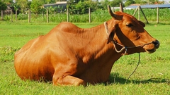 Khắc phục bò bị tiêu chảy, phân loãng | Gia súc Đại Việt