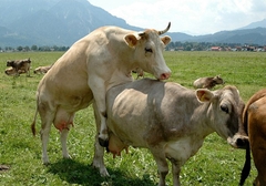 Cách nhận biết bò lên giống chuẩn nhất | Gia súc Đại Việt