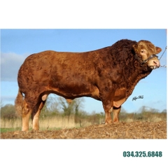 Tinh bò thịt Limousin - TOWTHORPE DUBAI