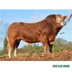 Tinh bò thịt Limousin - HELLIOS P