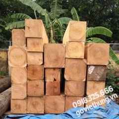 Nhận thu mua khai thác vườn cây sến mật mủ đỏ lấy gỗ