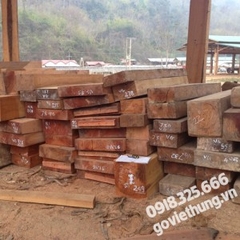 Nhận thu mua khai thác vườn cây sến mật mủ đỏ lấy gỗ