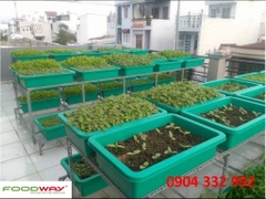 Khay mầm trồng rau nhỏ 65x42x16H cm