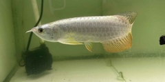 BỐI 24k SIZE 10 11