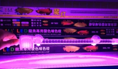 ĐÈN XML 80CM