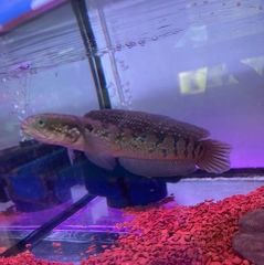 CÁ LÓC TRÂN CHÂU ĐEN 20CM
