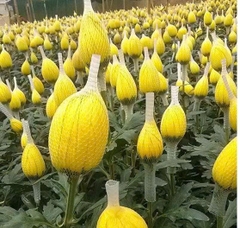 Túi Lưới Lồng Bông, Bọc Bông