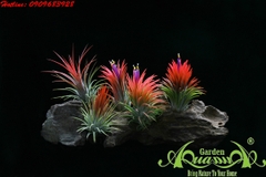 GIỚI THIỆU VỀ CÂY KHÔNG KHÍ