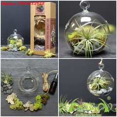 CHĂM SÓC CÂY KHÔNG KHÍ AQUAGARDEN