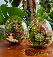 TERRARIUM MỞ - OPEN TERRARIUMS