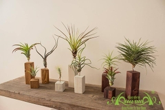 Cây Không Khí Air-Plants