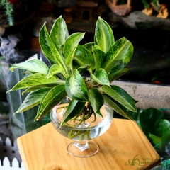 GIỮ TIỀN - CÂY THỦY CANH