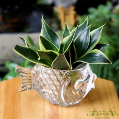 Ý NGHĨA CHẬU THỦY TINH CÁ CHÉP TRỒNG CÂY PHONG THỦY