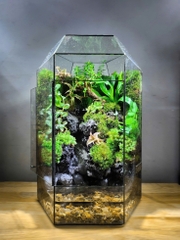 TERRARIUM LÀ GÌ? LỢI ÍCH VÀ CÁCH CHĂM SÓC ĐÚNG CÁCH