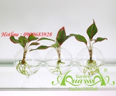 Set Mini 02 - Phú Quý