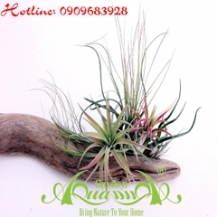 Bộ Không Khí_20