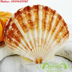 Ốc - AquaGarden_08