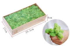 Rêu Tuần Lộc - Cây Trồng Terrarium AquaGarden