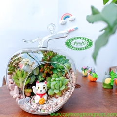 Terrarium 78 - Qủa Táo Chiêu Tài