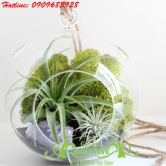 Bộ Không Khí AquaGarden_84