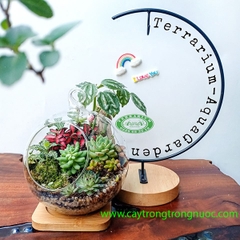 Terrarium 81 - Sức Sống Mới