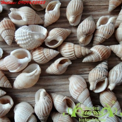 Ốc  - AquaGarden_06
