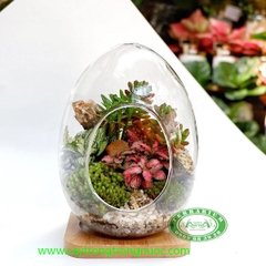 Terrarium 82 - Qủa Trứng Kì Diệu